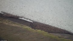 因气候变暖 美国数万海象搁浅海滩
