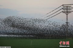以色列成千上万只椋鸟聚集电线杆“开会