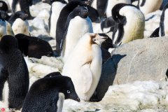 南极洲小企鹅患白化病 通身透白似白雪公主