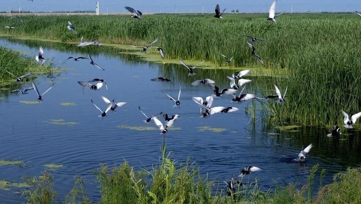全国城区湿地保护利用示范区  哈尔滨来了