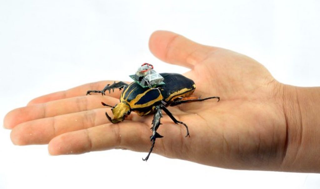 Fancy-A-Remote-Controlled-Beetle-To-Do-Your-Bidding-2yrknk703asorobz8pi1a8.jpg