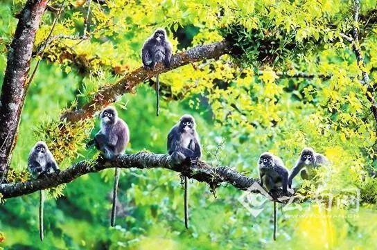 叶猴：云南芒市菲氏叶猴群被确认为国内最大种群！