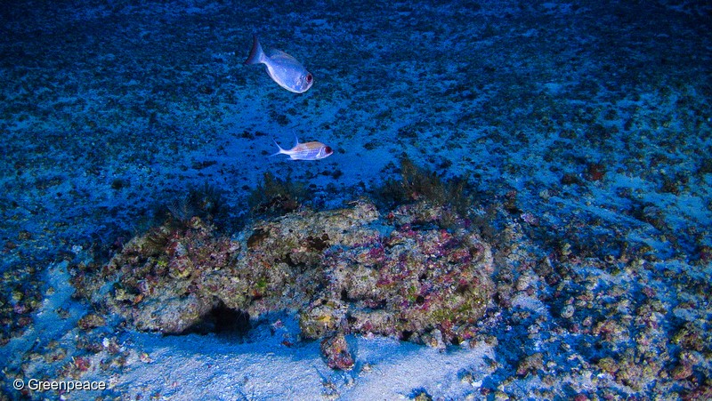 珊瑚礁：好消息！守护亚马逊珊瑚礁先胜一仗