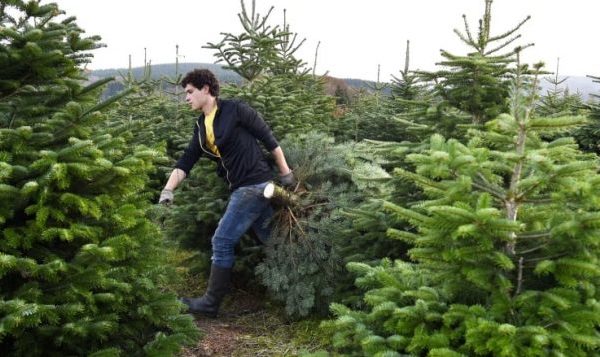 圣诞树：哪个更环保天然圣诞树还是塑料圣诞树？