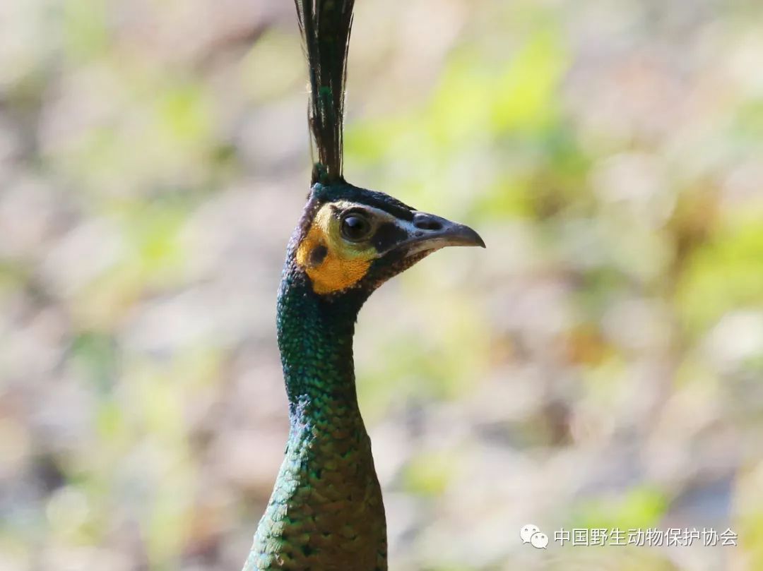 孔雀：拯救不足500只的濒危绿孔雀
