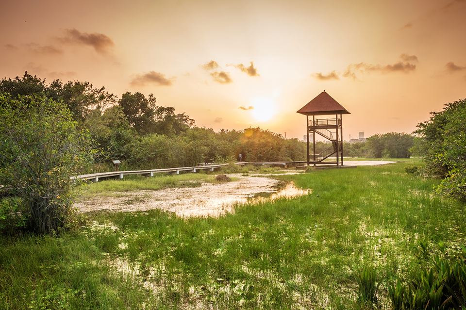 科伦坡：斯里兰卡首都科伦坡通过修复湿地生态对抗洪灾
