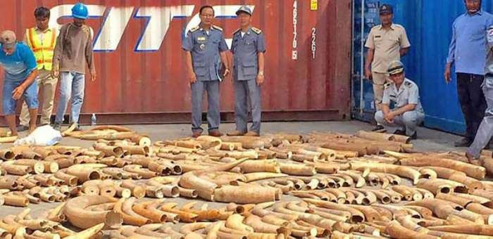 柬埔寨：历来规模最大 柬埔寨查获3.2公吨走私象牙