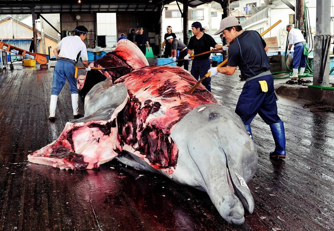 捕鲸：强启商业捕鲸日本元旦前退出“国际捕鲸委员会”