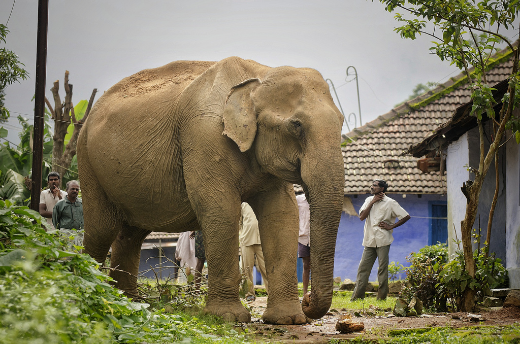 大象：大象粪便透露情感压力值 研究温柔以待才有人象共存的希望