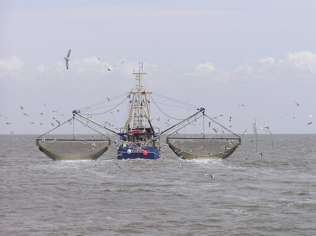 保护区：欧洲海洋保护区生态更糟 研究拖网捕鱼根本没禁