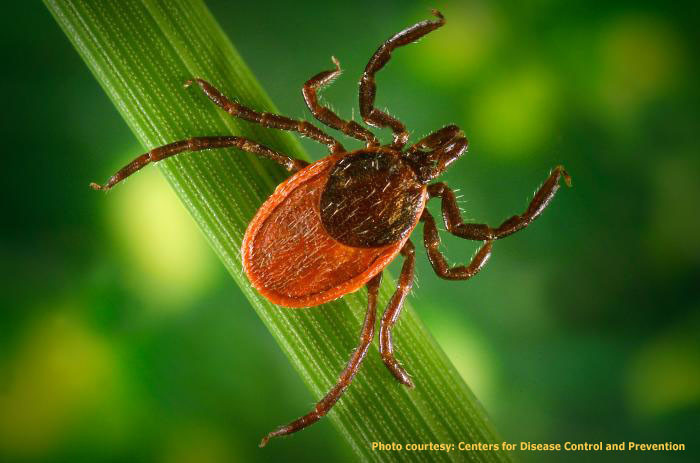 若虫：生态监测助防疫 研究美国东部森林栖地破坏提高莱姆病散播风险