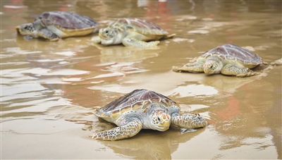 海龟：9只海龟在文昌放归大海