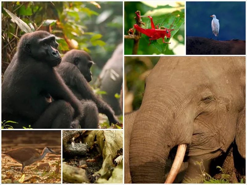 刚果：刚果盆地原始森林将化成地图上的马赛克？