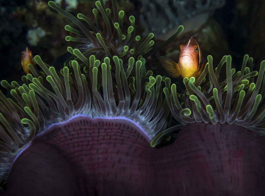 mandatory-landscape-anemone-fish-1081x800.jpg
