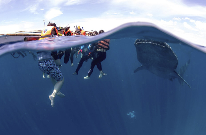 渔民：鲸鲨救了整个渔村 菲律宾Oslob的社区型生态旅游
