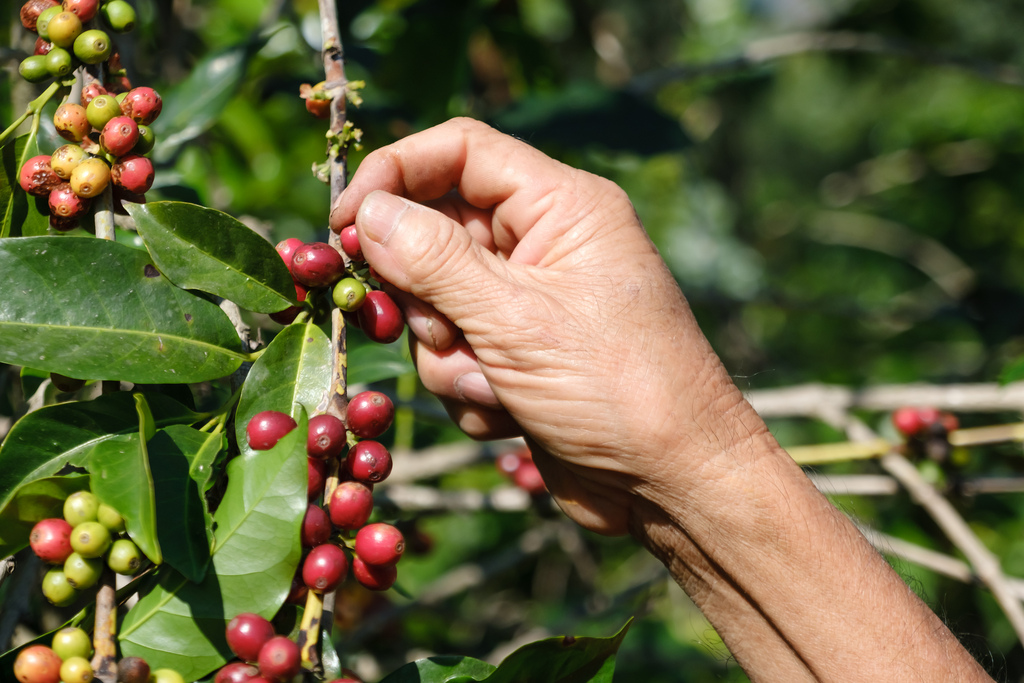 咖啡：森林破坏严重 60%野生咖啡面临灭绝风险