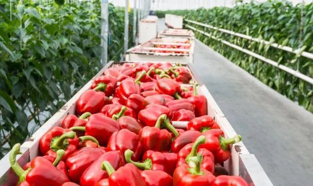 荷兰：903亿欧元！荷兰农产品出口再创新高，坚定推动循环农业的决心