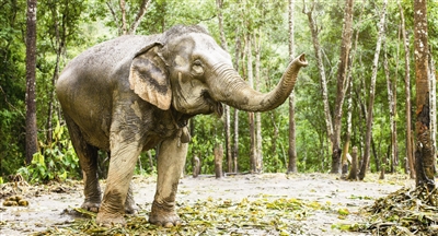 象牙：非洲大象可能因偷猎影响停止长牙