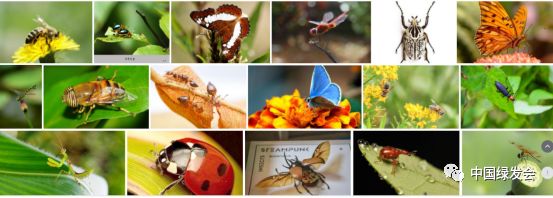 昆虫：100年内昆虫或将完全绝种？！你能想象一个没有昆虫的地球吗？