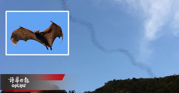 蝙蝠：伐木毁生态 马来西亚姆鲁200万蝙蝠或大迁徙