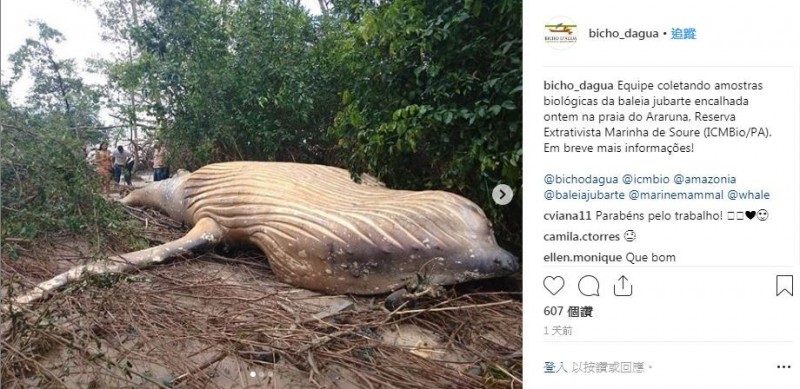巴西：11米座头鲸陈尸亚马逊丛林内 专家百思不解