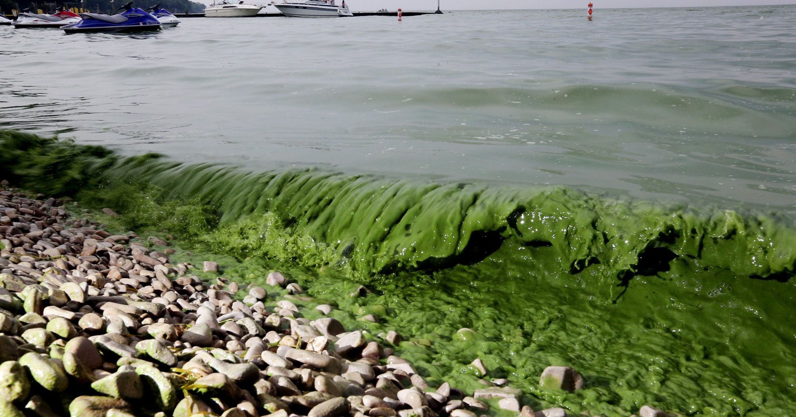 蓝藻水华产生的原因及其危害（一文简析蓝藻暴发成因和处理方法） – 碳资讯