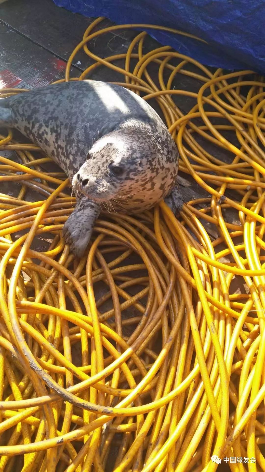 海豹：斑海豹被挂渔网，爱心渔民第一时间野放