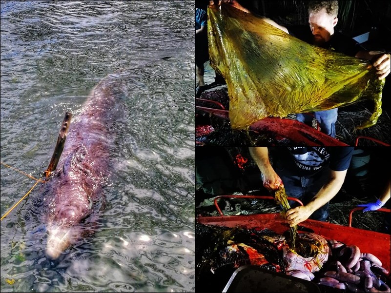 塑料袋：菲律宾鲸搁浅惨死沙滩 胃内发现40公斤塑料垃圾