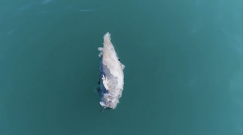海豚：墨西哥非法捕捞猖獗 加湾鼠海豚受池鱼之殃 全球仅剩10只