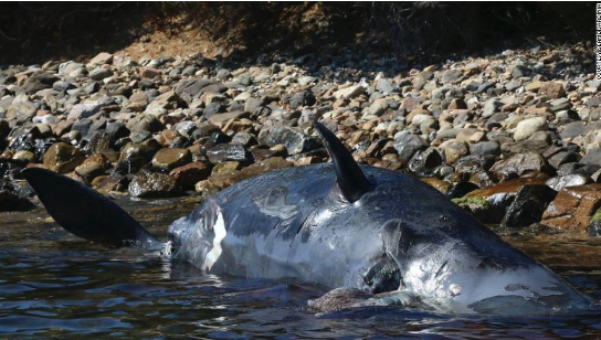鲸鱼：意大利海滩惊现死亡抹香鲸，腹中竟有22公斤塑料垃圾