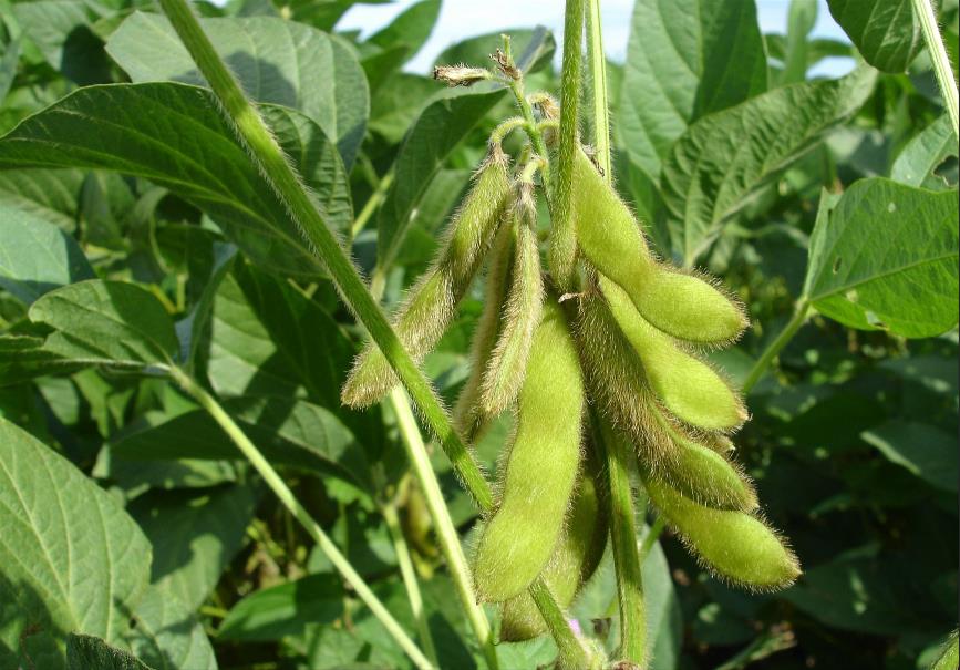 乌拉圭：乌拉圭大豆种植的生态策略黄蜂替代农药