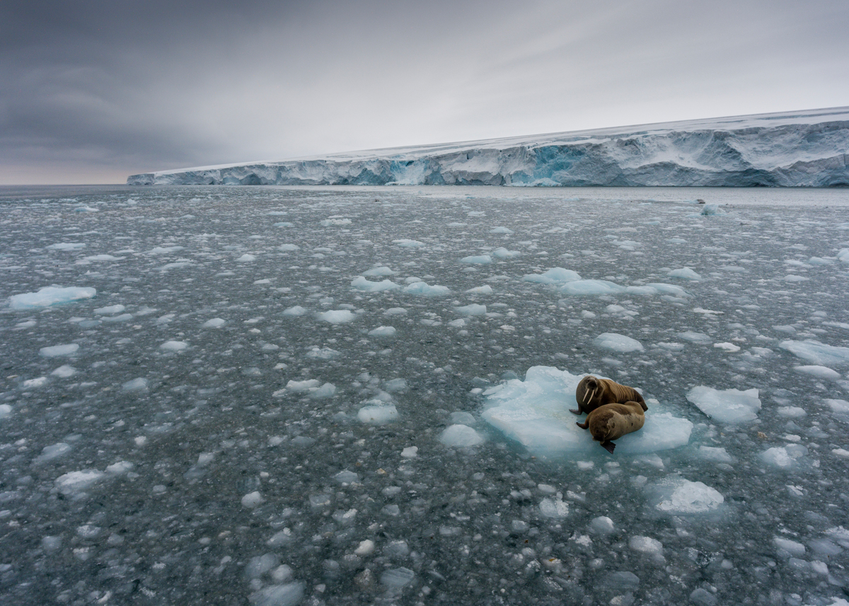北极：北极冰层融化导致碳释放 可能加剧气候变暖