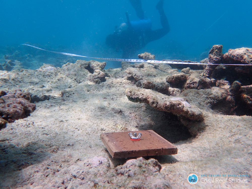 大堡礁：气候变化影响大堡礁韧性 研究白化后新生珊瑚数量减89%