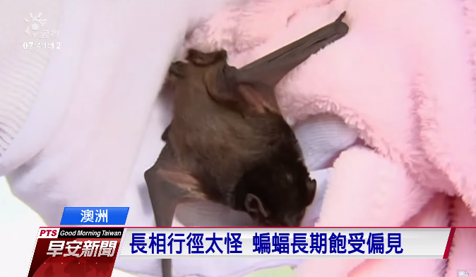 蝙蝠：最生态的“杀虫计” 澳洲计划用蝙蝠取代施农药