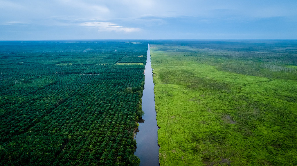 森林：为了牛肉、巧克力和棕榈油 2018年流失360万公顷原始森林