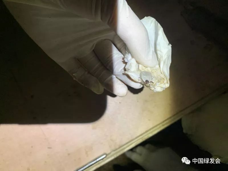 粒细胞：华南农大兽医院志愿者对“昨夜”鼻涕分泌物检测——绿会广东穿山甲救护
