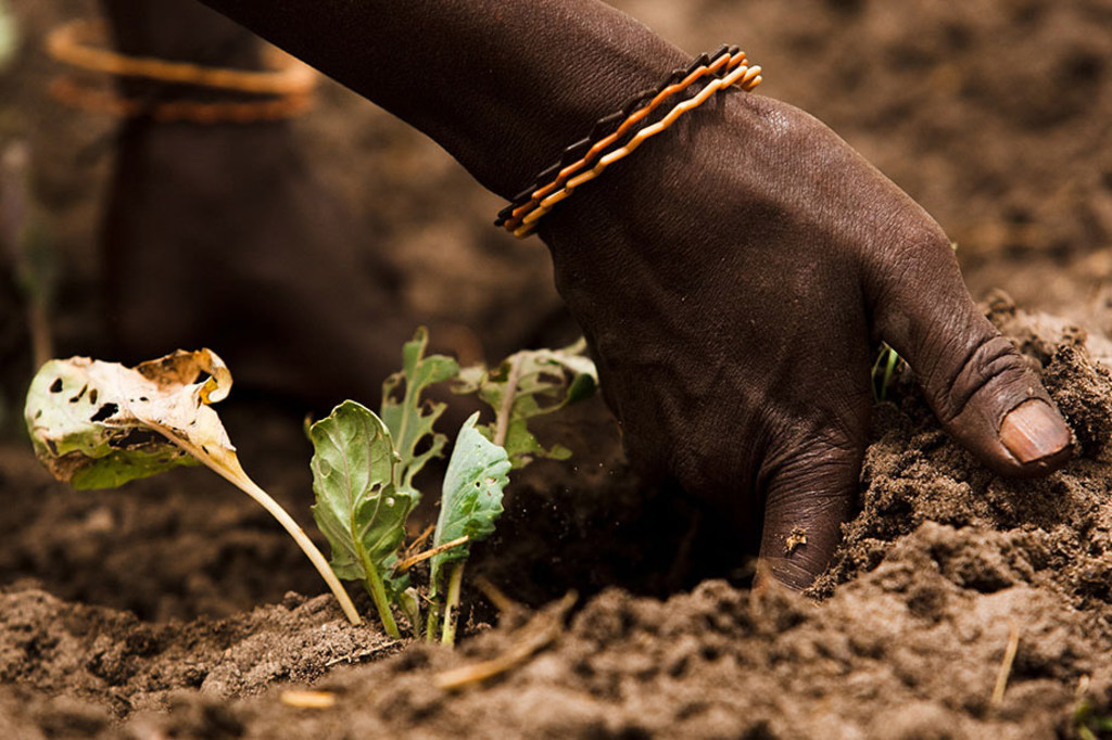 土壤：联合国粮农组织呼吁拯救土壤寻找阻止侵蚀的方法