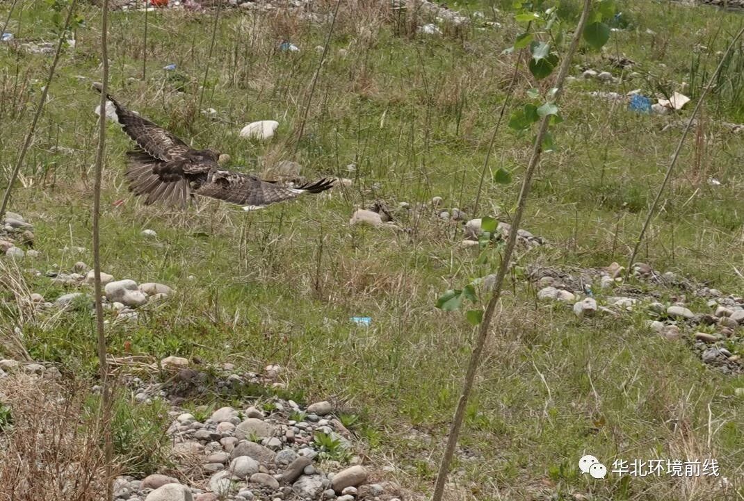 鸟类：华北护鸟——用爱心呵护鸟儿展翅高飞