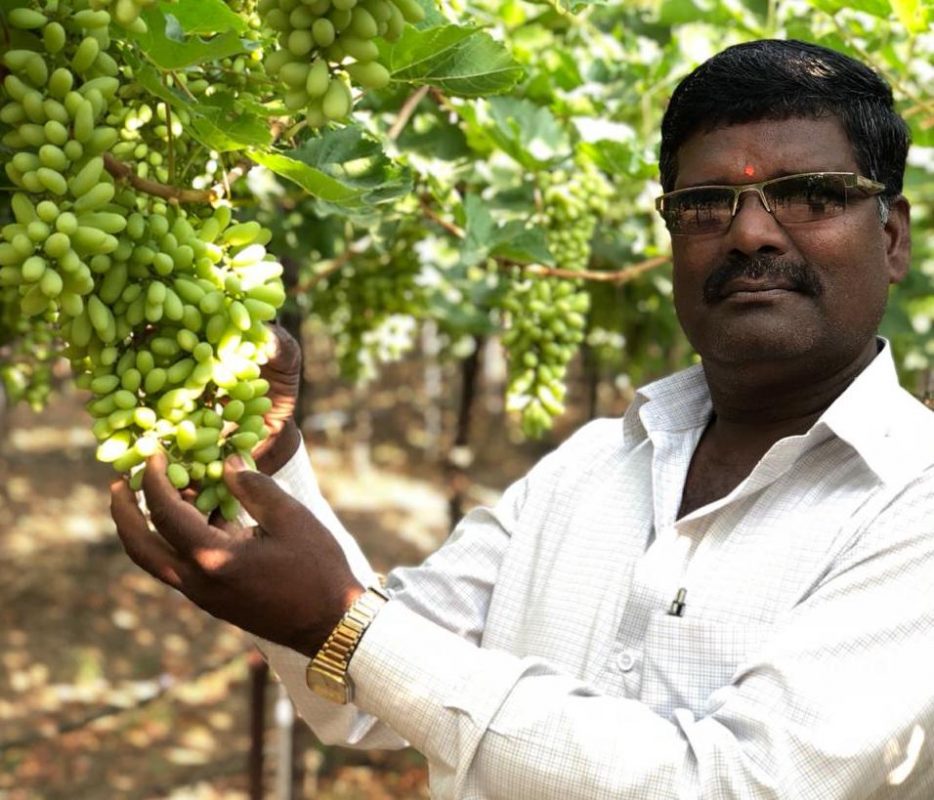 葡萄：遭受旱灾的印度人民 如何靠种植葡萄脱困