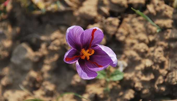 It-takes-about-75000-flowers-to-collect-500-grams-of-saffron.jpg