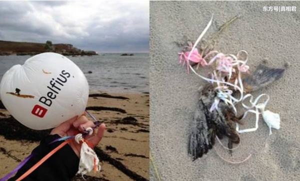 气球：美国环保人士呼吁重视施放气球带来的生态环境危害