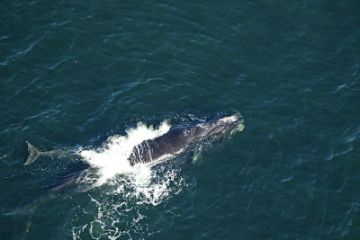 北大西洋：保护濒危北大西洋露脊鲸 加拿大宣布新措施