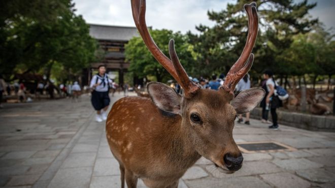 奈良：日本奈良公园9只鹿因吞食塑料袋死亡 引发生态警告
