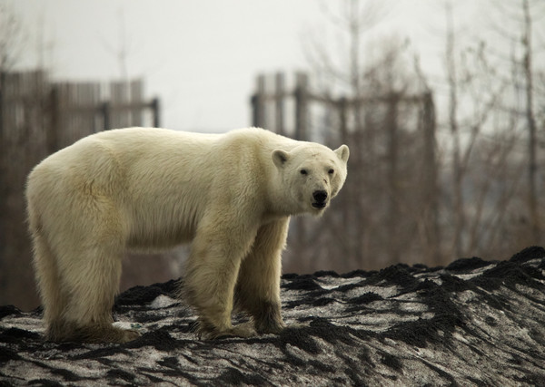 北极熊：阿拉斯加州男子遭控非法猎杀北极熊 最高可罚10万美元