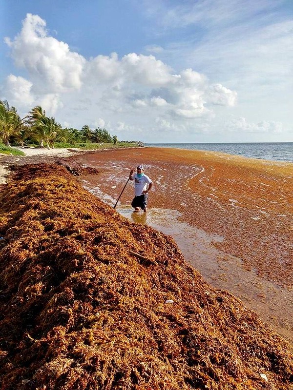 马尾藻：从墨西哥湾延伸到西非海岸 全球最大一波藻类爆发