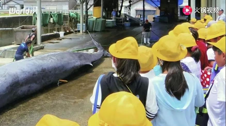 日本：日本小学生现场围观杀鲸鱼，摸完尸体写观后感