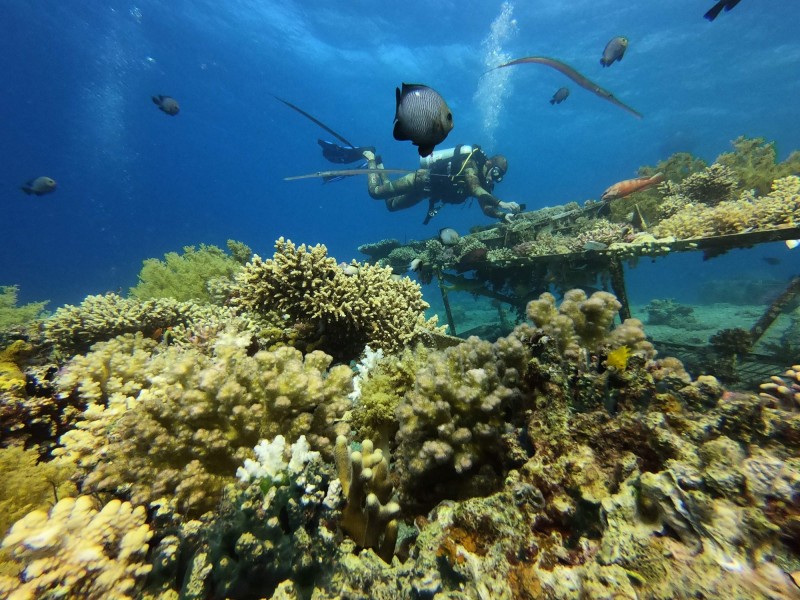 珊瑚：全球气候变暖影响再升级 关岛珊瑚大量死亡