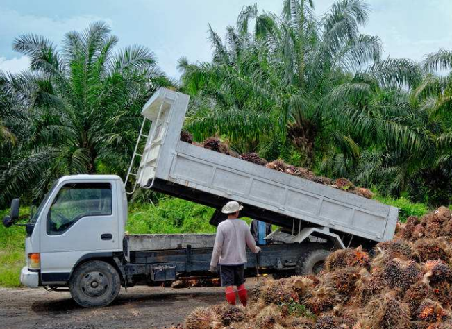 棕榈油：欧盟限制棕榈油制品 恐与印尼马来西亚掀起环保贸易战