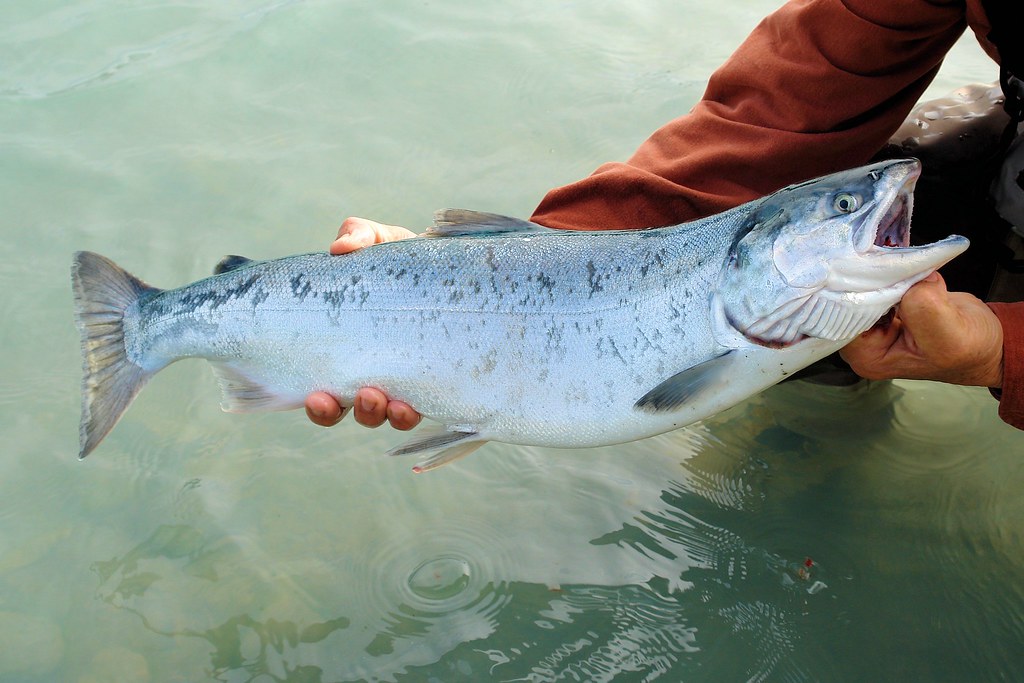鲑鱼：气候变化导致热浪席卷阿拉斯加 大量鲑鱼异常死亡