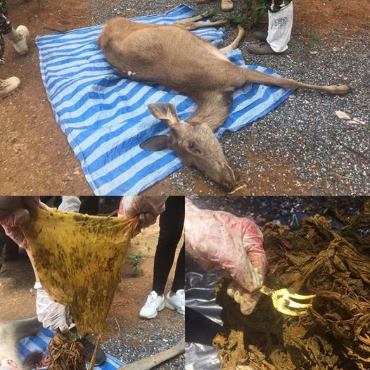 小鹿：考艾国家公园小鹿活活饿死 胃里装满3公斤塑料垃圾